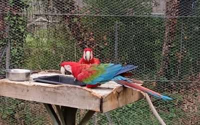 🦜🐒 Visite au zoo 🦩🦚