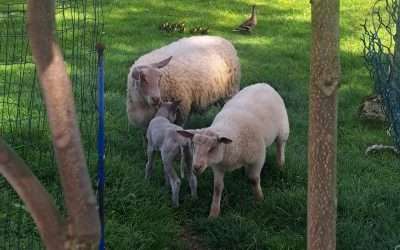 🌸🐣 Naissances à l’EHPAD ! 🐑🦆