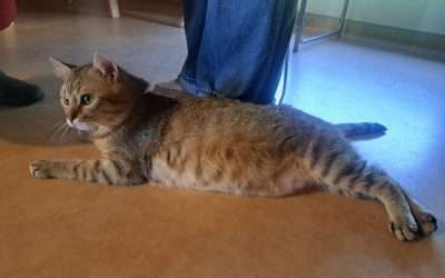 Bienvenue à Canaille, le chat de l&rsquo;UPAD 🐱